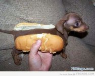 hot dog.jpg