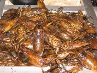 roachesFried.jpg