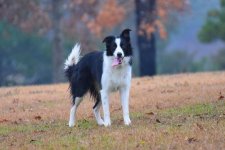 2020-12-19 Daisy 04.jpg
