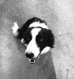2020-11-03 Daisy.jpg