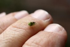 LeafHopperFingers1.jpg
