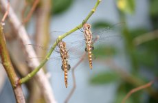 DragonflyPairSpotWingedGlider1.jpg