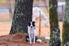 2021-01-01 Daisy  (11a).jpg