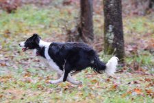 2021-01-01 Daisy  (20).jpg