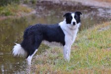 2021-01-01 Daisy  (71a).jpg