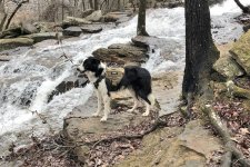 2021-02-27 15 Daisy - Wooly Hollow.jpg