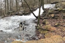 2021-02-27 18 Daisy - Wooly Hollow.jpg
