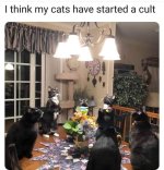catcult.jpg