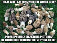 Loose Morels.jpg