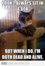 48dac6434aeb70b430ed8ce689ac5e3e--i-dont-always-funny-cats.jpg