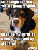 dog neuter.jpg