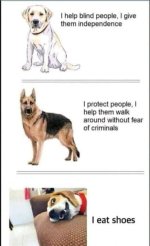 1561886842_funnydog.thumb.jpg.cd36bdc3740c82182bcf5b9edbf1f60b.jpg