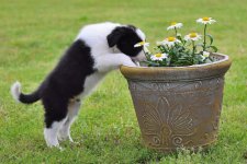 2020-04-05 Daisy 18.jpg