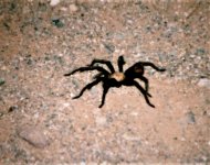 Tarantula at Ben Avery.jpg