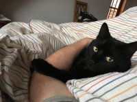 Am I a charming pussycat or what? copy.JPG