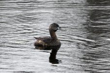 GrebePiedBilled1.jpg