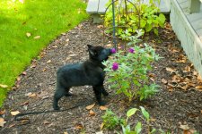 Sugar bear-1024_0036.jpg