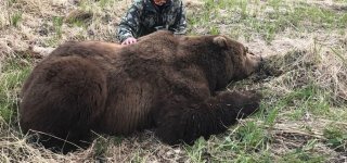 bear.jpg