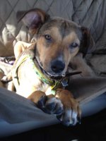 Most Interesting Dog.jpg
