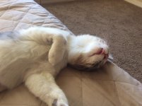 More Nap Time.jpg