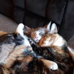 Cuddle Up.jpg