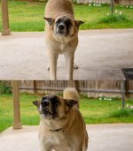 YogaDog_small.jpg