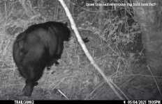 Fat butt bear.jpg