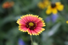 Gaillardia(IndianBlanket)1.jpg