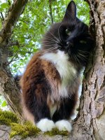 Charlie in apple tree_1 copy.jpeg