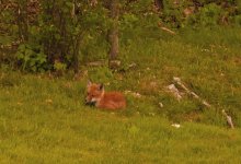 Fox closeupDSC_0005.jpg