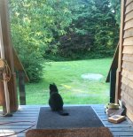 Deciding on a litterbox.JPG