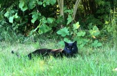 Smudge in morning greenery. sm.jpg