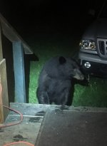 Bear on porch_1.jpg