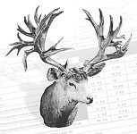 43 Point Mule Deer.jpg