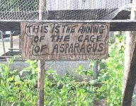 asparagus.jpg