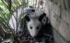 PossumFamily.jpg