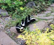 4 skunklets_2.jpg