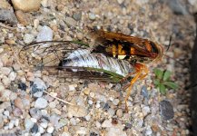 cicadakiller_002.jpg