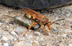 cicadakiller_001.jpg