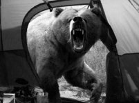 bear attack.jpg