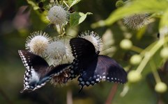 ButterflySpicebushSwallowtails1.jpg