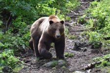 2017-05 Alaska D5300  (347)a.jpg