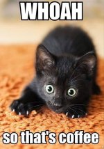 CatsAndCoffee.jpg