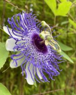 Sandra's Passionflower 1-19  copy.jpg