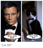 Cat 007.jpg