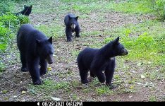 Mum & cubs_0225.jpg