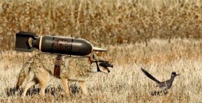 Coyote vs Road-Runner.jpg