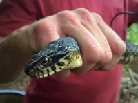 water snake.jpg