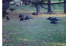 Nov 2011 Turkeys2.jpg