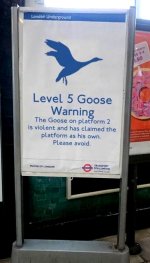Goose on the loose.jpg